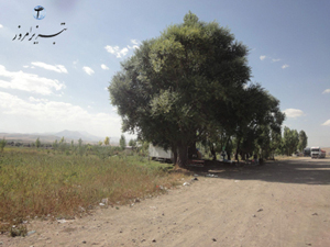 66 Tabriz